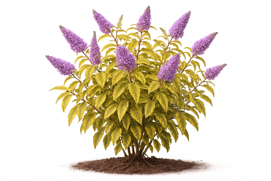 the flower color should be lilac