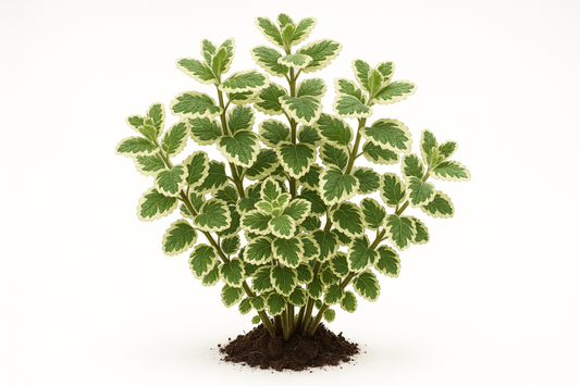 variegated pineapple mint Show the entire, mature plant upright with true-to-type, healthy foliage, and in a small clump of natural soil. Use a solid, clean white background in a high-detail, fresh botanical catalog style for an online store.