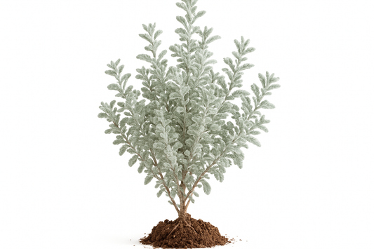 woolly stemodia Show the entire, mature plant upright with true-to-type, healthy foliage, and in a small clump of natural soil. Use a solid, clean white background in a high-detail, fresh botanical catalog style for an online store.
