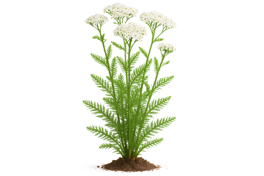 yarrow white Show the entire, mature plant upright with true-to-type, healthy foliage, and in a small clump of natural soil. Use a solid, clean white background in a high-detail, fresh botanical catalog style for an online store.
